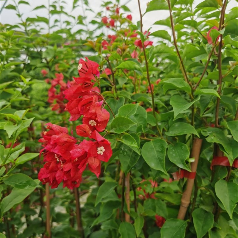 红灯笼三a角梅杯苗本店满48包邮