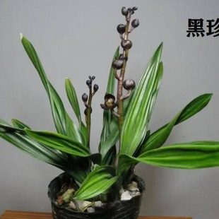 墨兰矮种铭品黑珍珠带花盆兰花苗荷瓣浓香花
