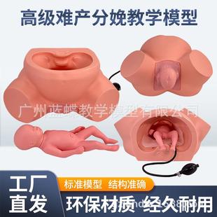 分娩示教模型高级难产示教训练模型妇产科难产助产分娩教学模型