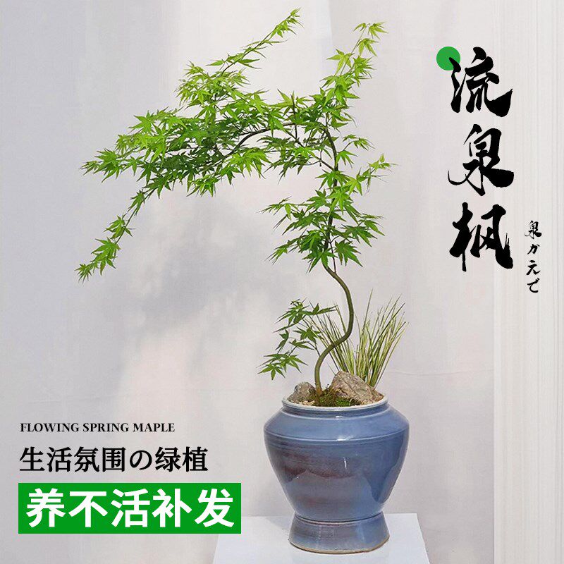 流泉枫盆栽树苗客厅室内大型绿植蓝花楹四季好养造型植物落地盆景