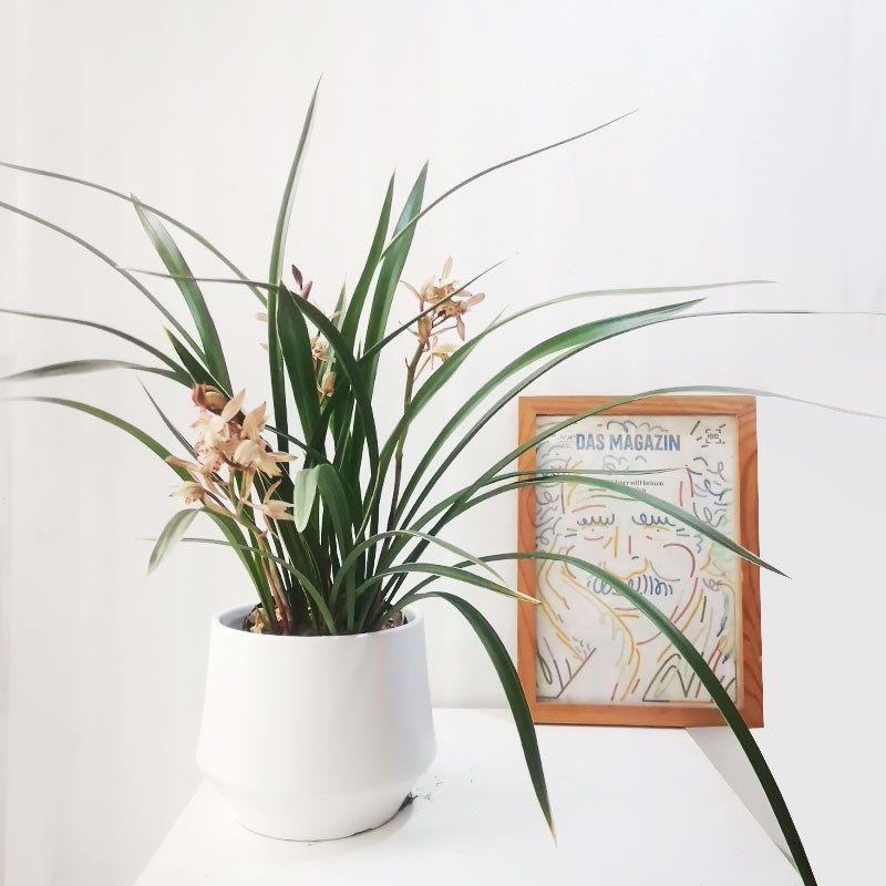 兰花植物室内花盆栽春节年宵花客厅室内耐寒好养四季开花送礼花卉,鲜花速递/花卉仿真/绿植园艺,时令草本花卉,淘宝优惠券,粉丝福利购,淘宝优惠卷