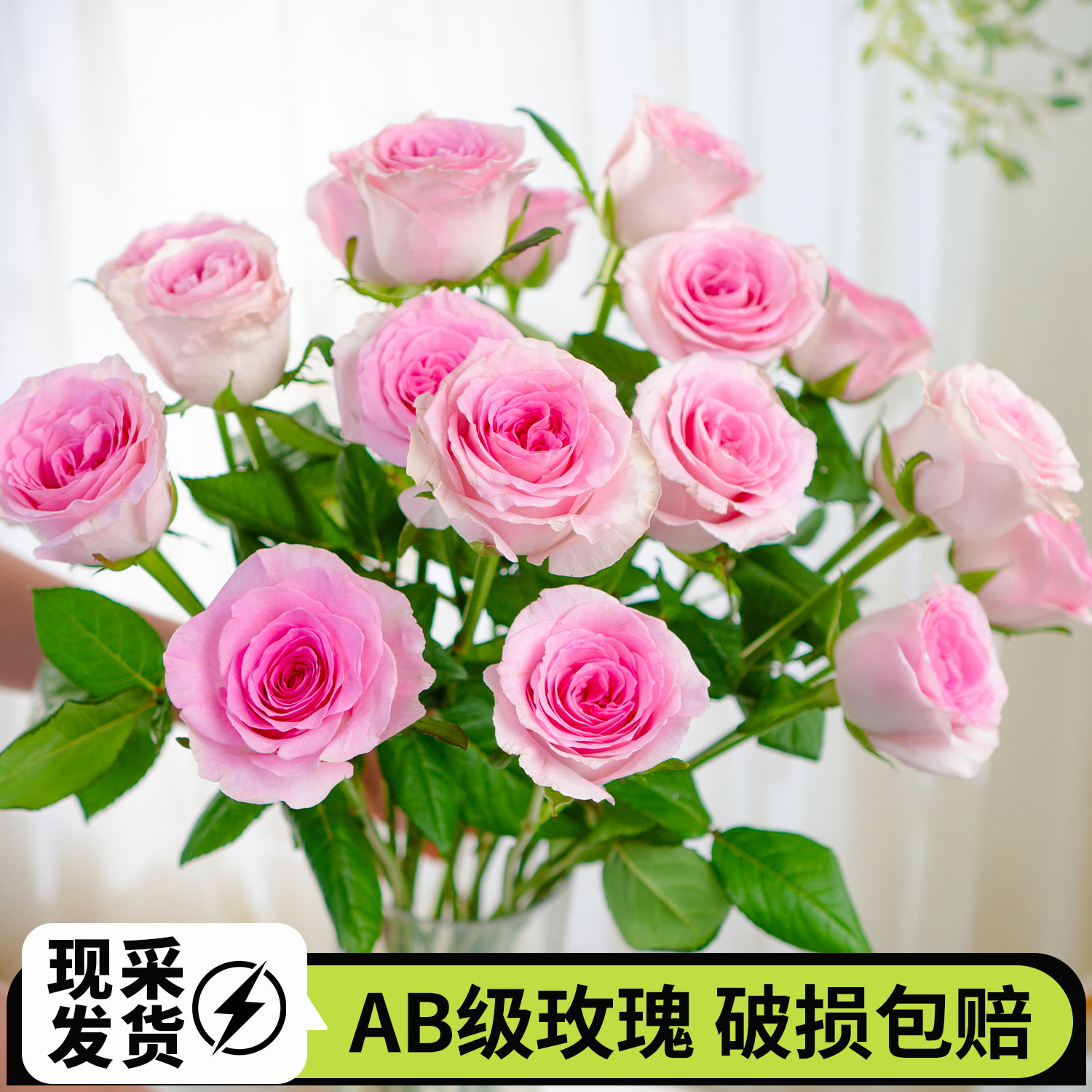 产地直发AB级玫瑰鲜切花