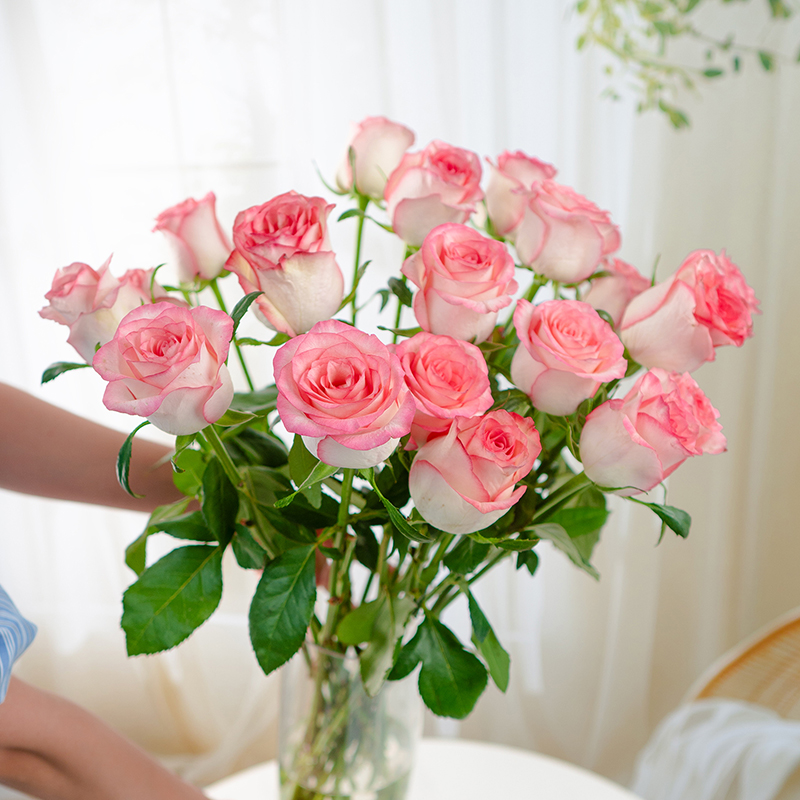 艾莎玫瑰鲜花AB级玫瑰花单品花束云南基地直发家用水养花束
