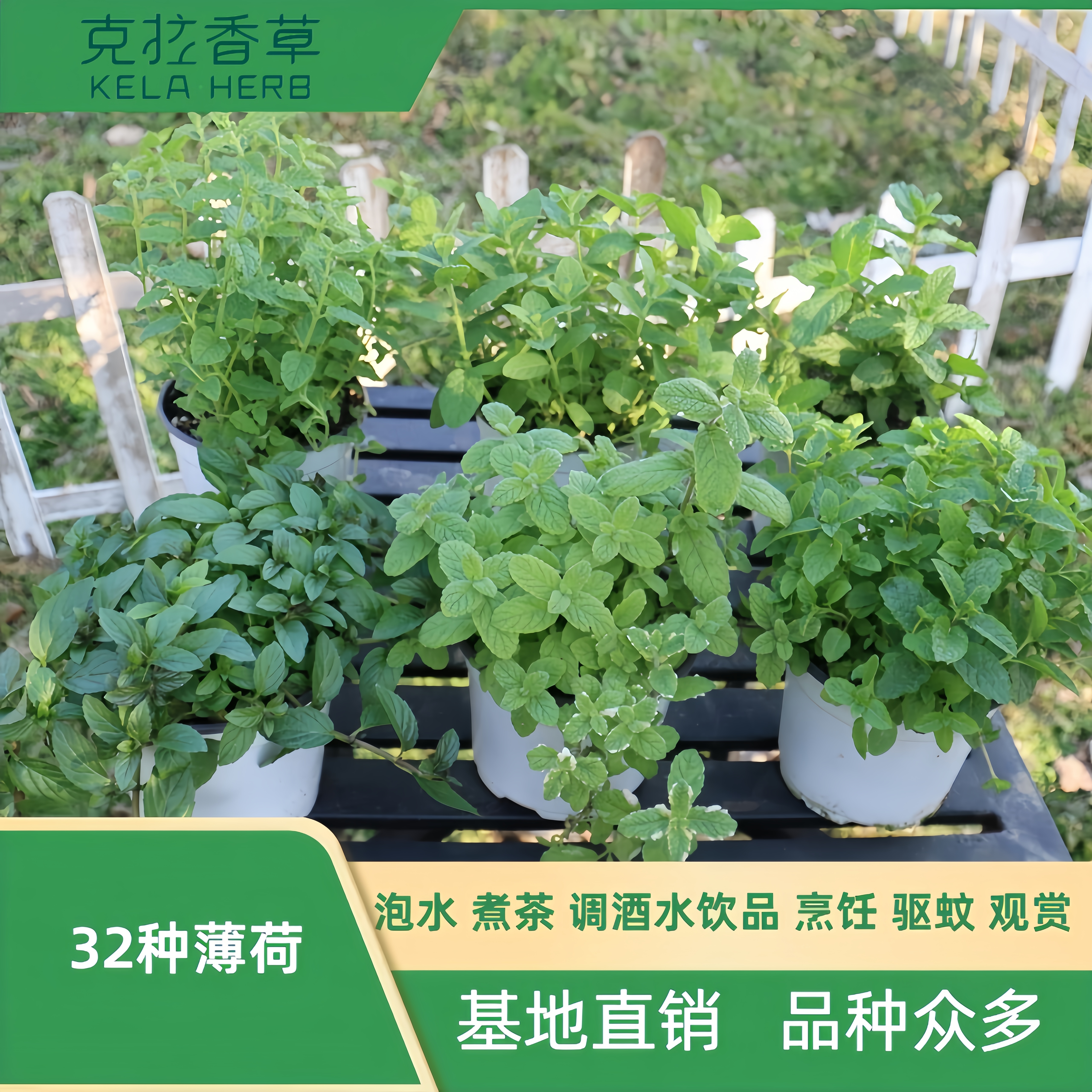 32种薄荷食用泡水烹饪观赏驱蚊