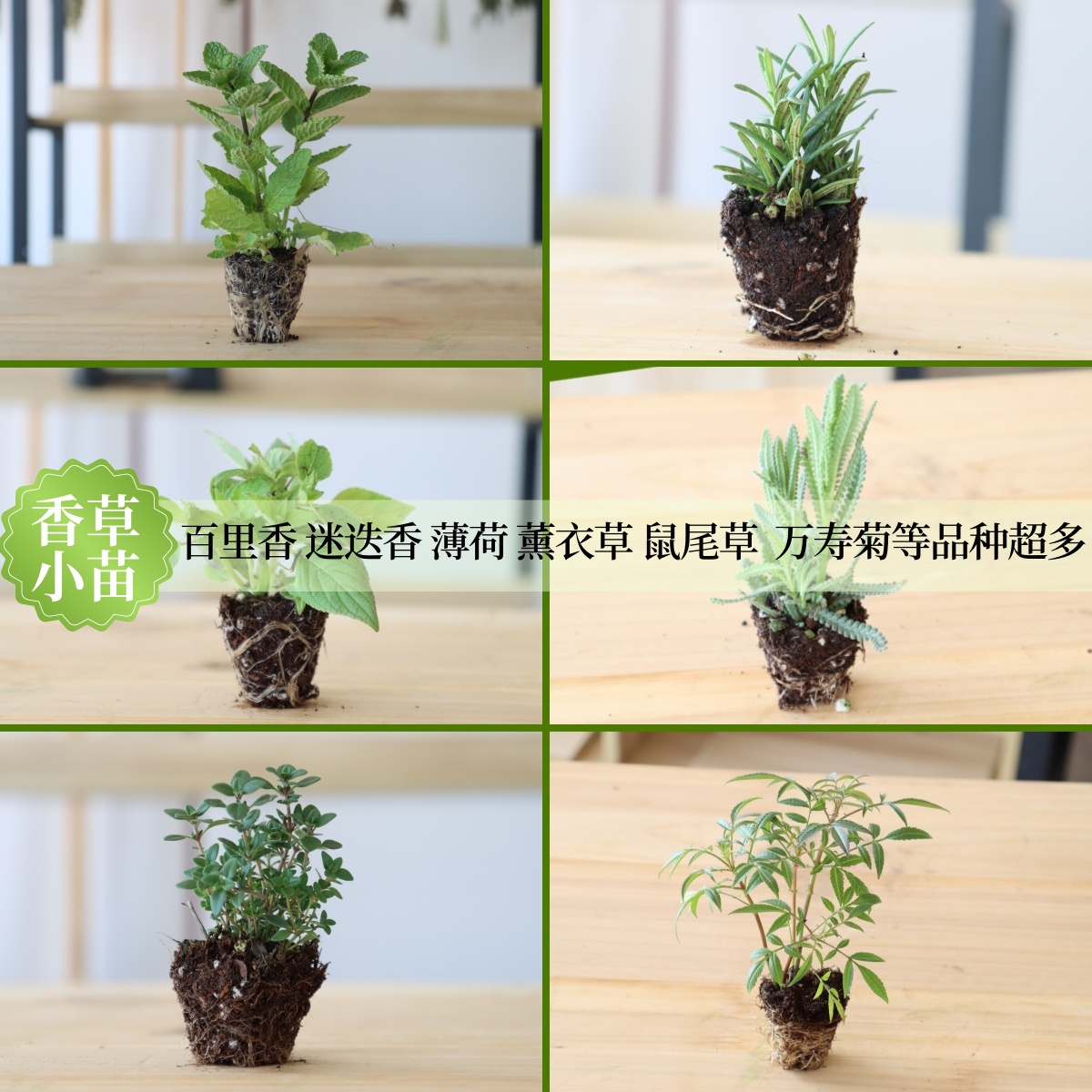 薄荷百里香迷迭香食用观赏小苗