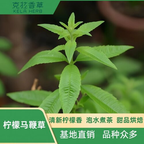 柠檬马鞭草阳台盆栽芳香可食用