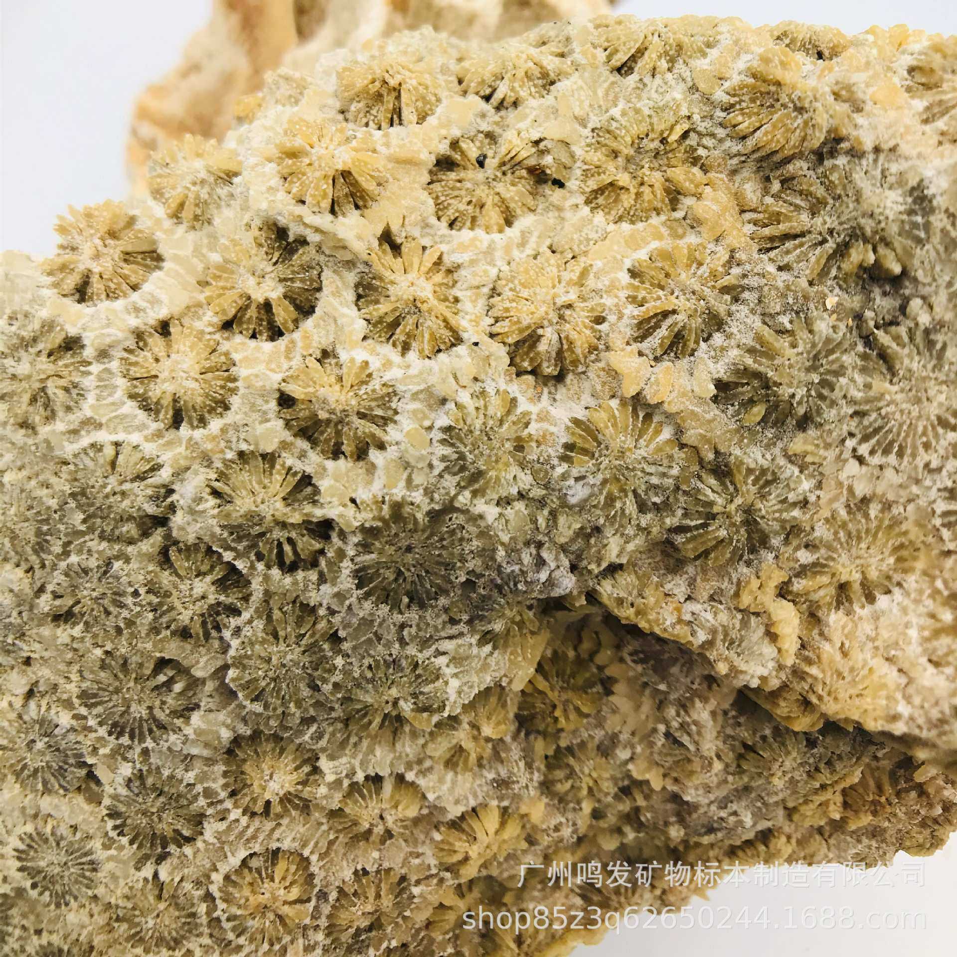天然珊瑚玉原石珊瑚化石原料菊花玉有机宝石发财玉收藏观赏摆件