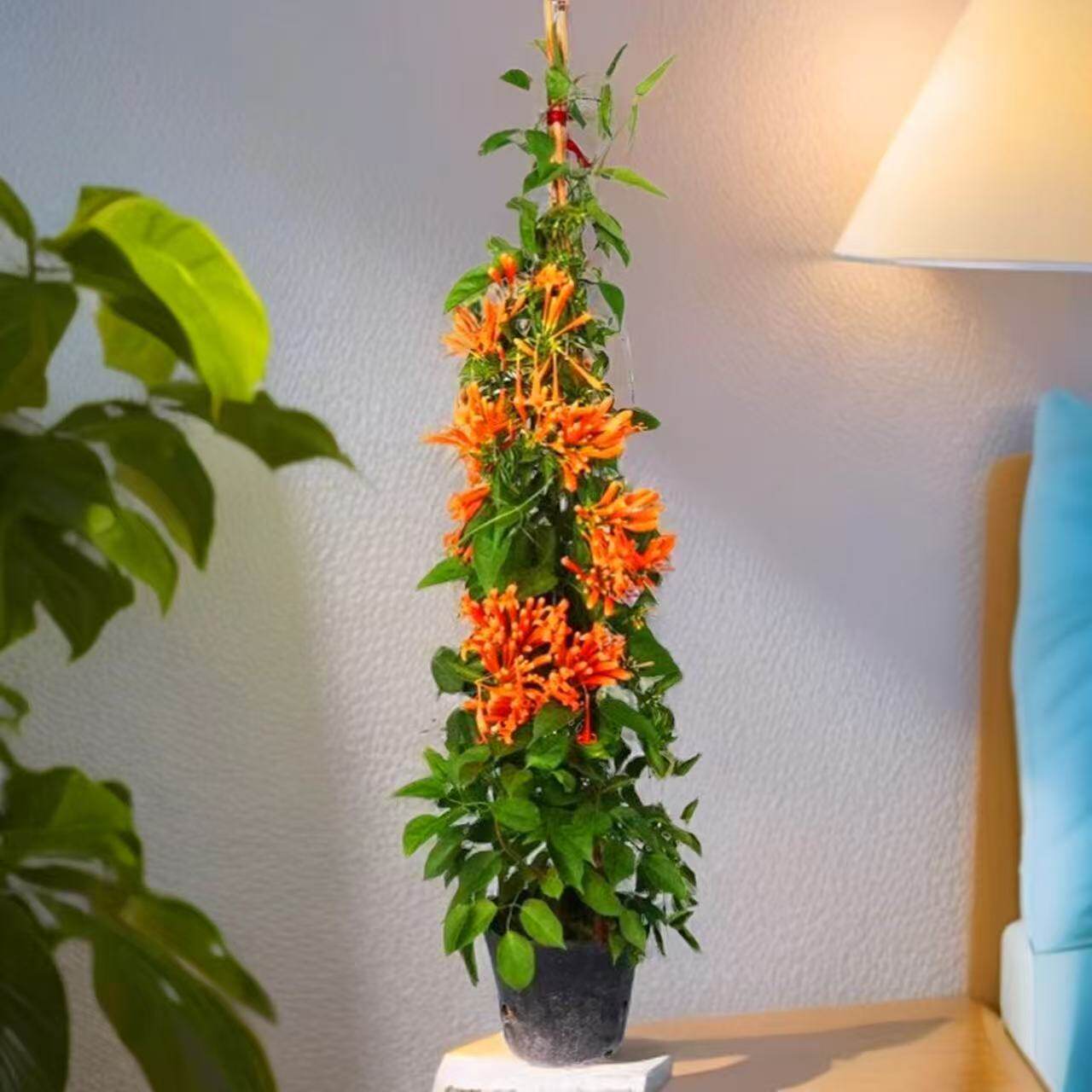 爬藤植物炮仗花苗盆栽四季常绿垂吊攀爬植物庭院阳台围墙爬藤花苗
