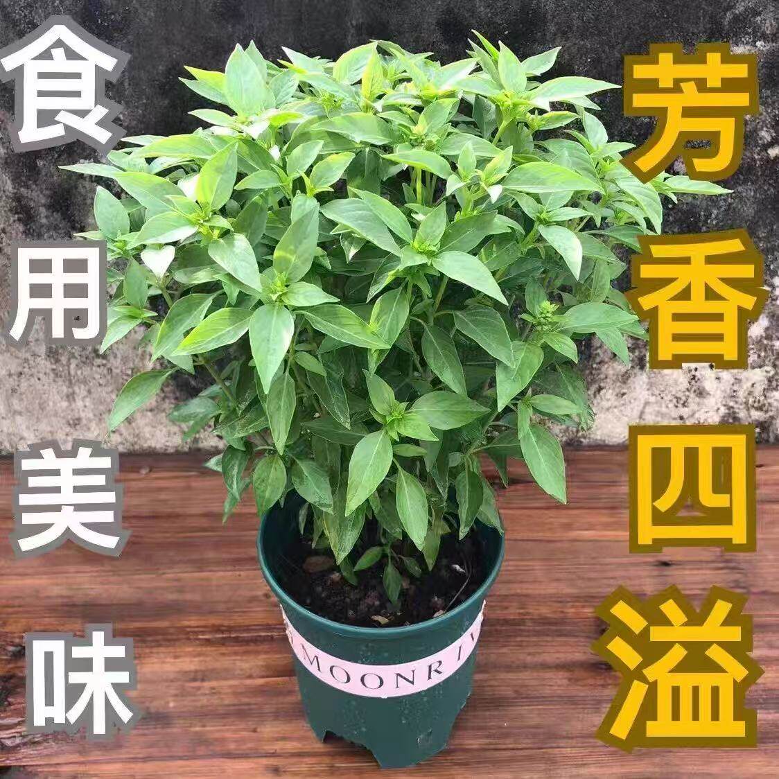 九层塔金不换盆栽可食用罗勒叶新鲜南方香料调味室内驱蚊植物
