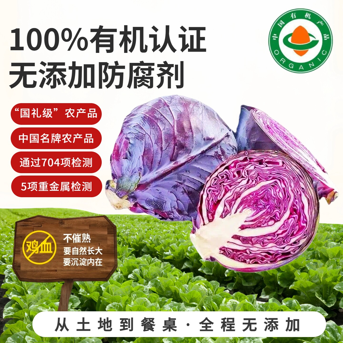 非转基因有机认证无农残紫甘蓝