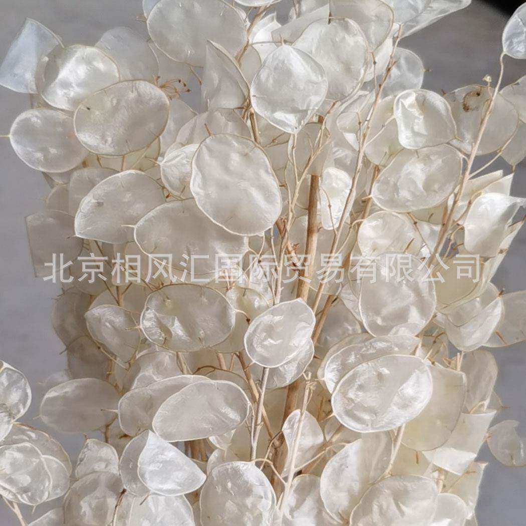 进口干花银币叶金钱花大金币诚实花天然装饰