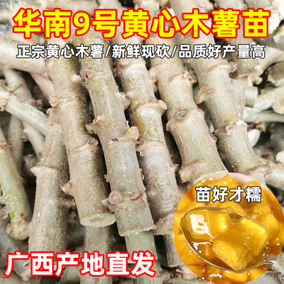 正宗广西黄心木薯苗华南9号黄心木薯苗食用木薯苗黄心木薯种子