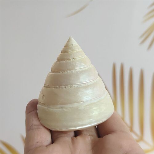 寄居蟹替换壳荧光螺白塔螺天然去皮海螺贝壳摆件鱼缸造景大夜光塔