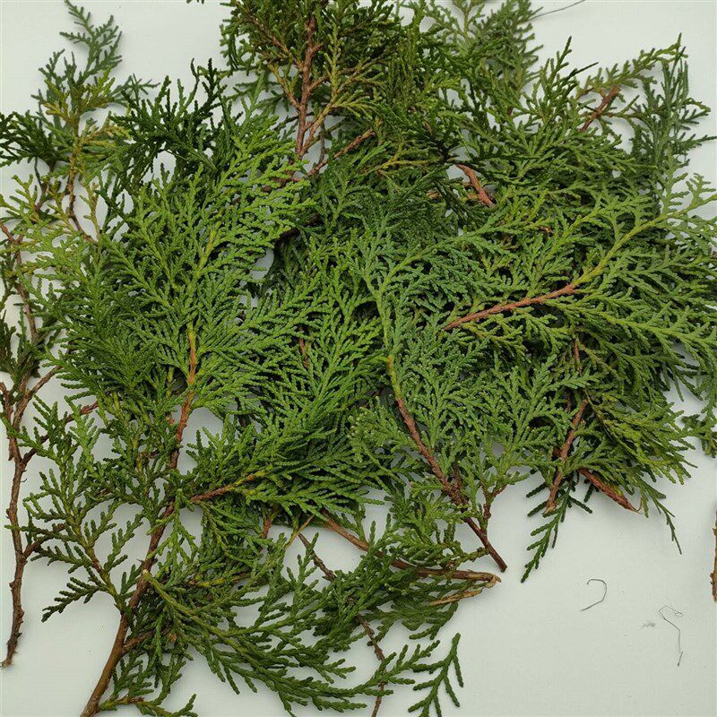 新鲜柏叶天然松针杉树枝摆件真花圣诞装饰材料拍摄DIY手工花环