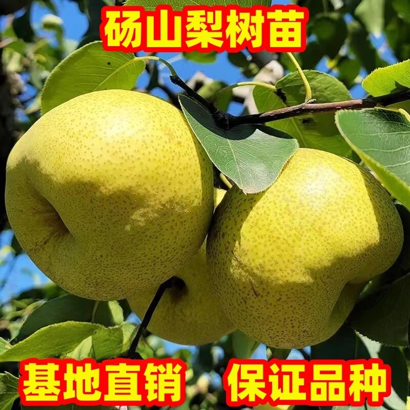 梨树果苗砀山酥梨果树苗正宗嫁接果树苗南方北方庭院地栽现挖现发