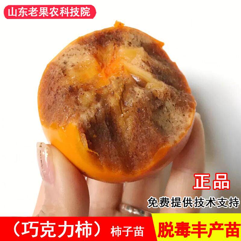 嫁接巧克力脆甜柿子树苗黑甘黑金柿子苗北方南方种当年结果果树苗