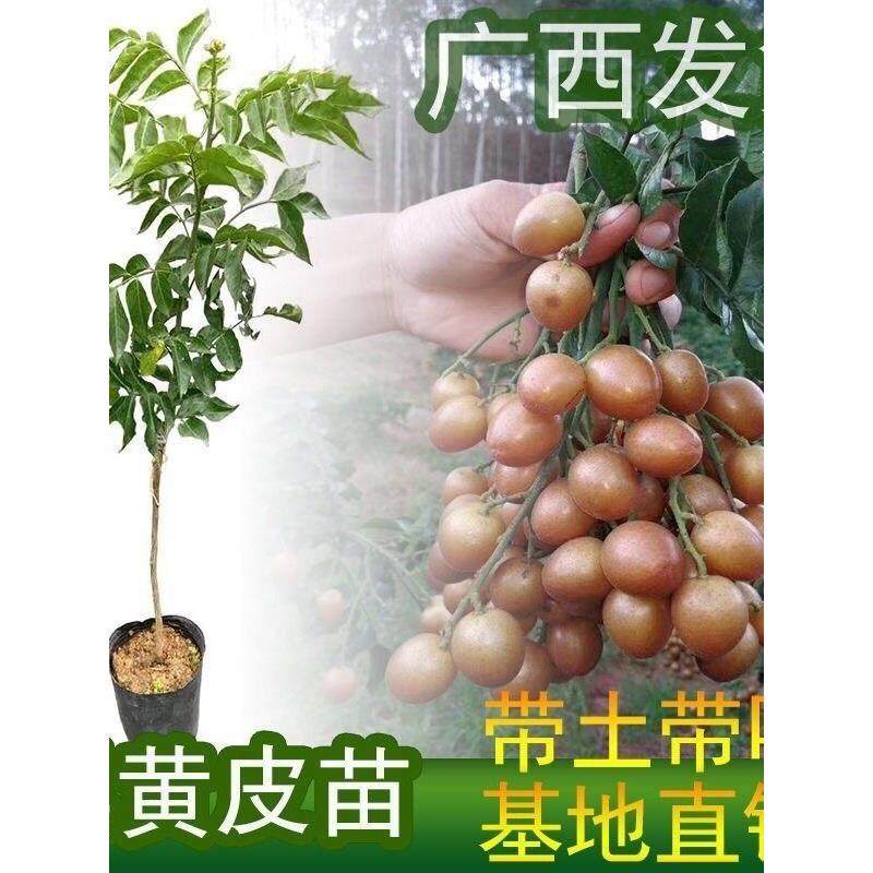 正宗广西黑黄皮鸡心黄皮无核黄皮黑黄皮苗嫁接苗四季种植盆栽地栽,鲜花速递/花卉仿真/绿植园艺,果树,淘宝优惠券,粉丝福利购,淘宝优惠卷
