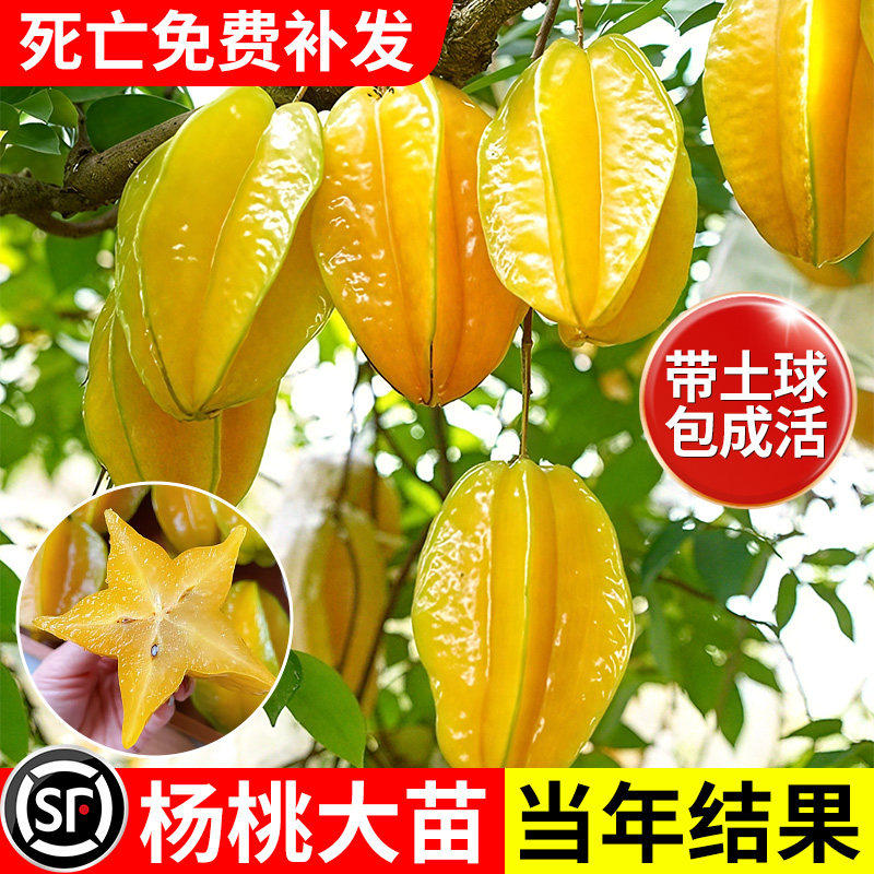 杨桃树果苗当年结果甜杨桃台湾大果杨桃苗庭院阳台盆栽好养果苗,鲜花速递/花卉仿真/绿植园艺,果树,淘宝优惠券,粉丝福利购,淘宝优惠卷