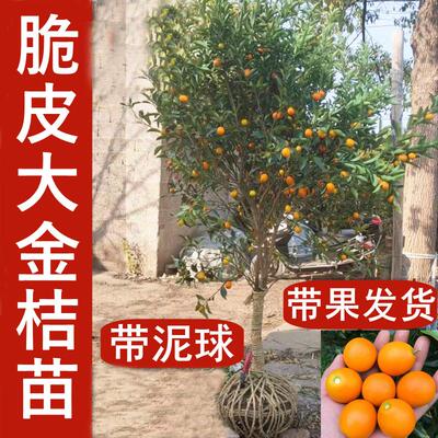 脆皮脆蜜金桔苗可食用观赏盆地栽特大四季常青当年结果金桔树树苗