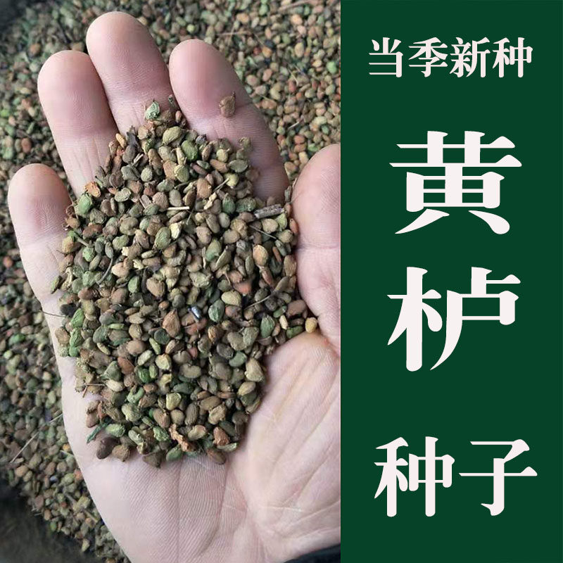 新采优质黄栌树籽  散装秋季春季播种观叶风景树绿化植物林木种子