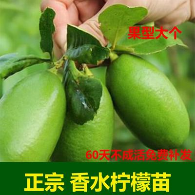 柠檬树树苗盆栽香水果树果苗带果手指客厅室内绿植大老桩四季广东
