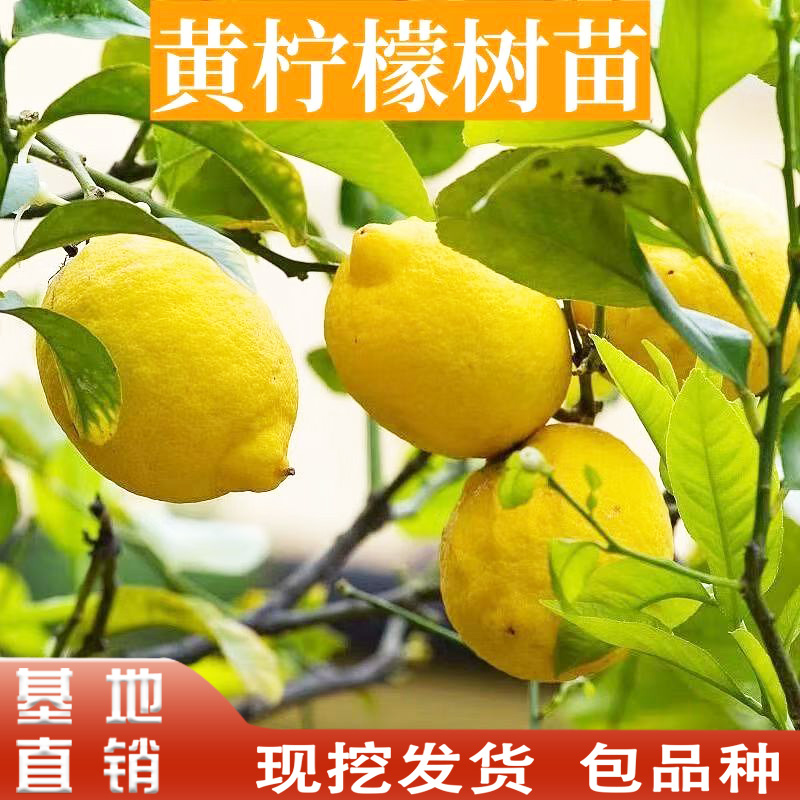 黄柠檬树苗嫁接苗南北方庭院种植可食用果苗地载盆栽四季当年结果