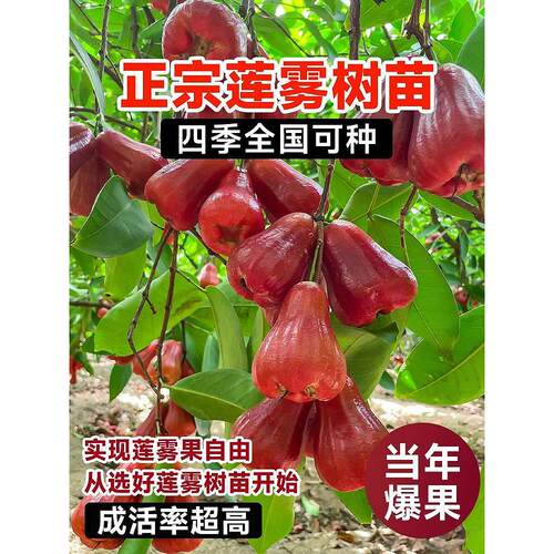 正宗黑金刚莲雾果树特大号果苗当年结果水果苗南方北方四季种植