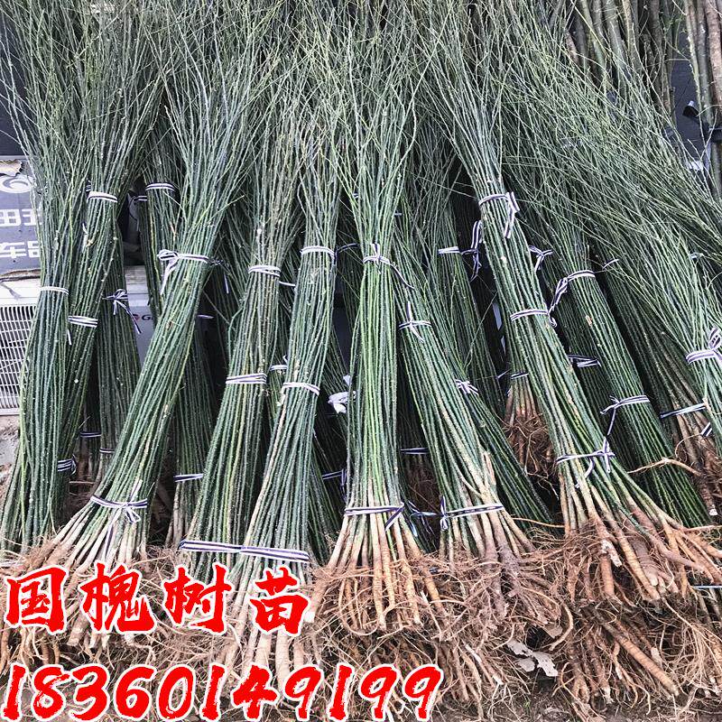 国槐树苗庭院行道路大型耐寒园林绿化工程风景树速生淑女国槐小苗