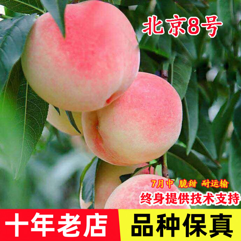 桃树果苗嫁接北京8号桃树苗特大脆甜八号蜜桃苗盆栽地栽种植果树