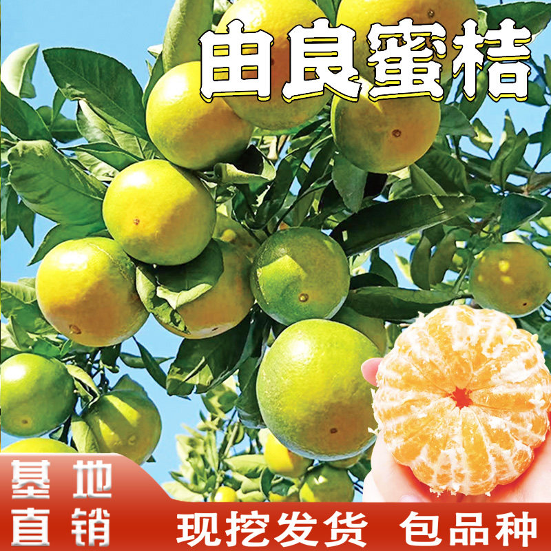 由良蜜桔树苗早熟桔子嫁接蜜橘果树南北方地栽盆栽庭院种植果树苗