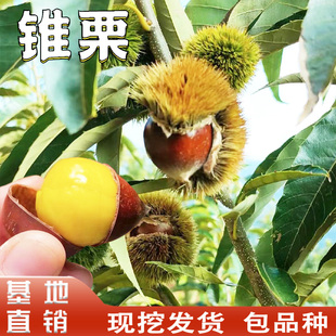 福建高山建瓯锥栗树果苗南北方庭院地栽盆栽种植活苗嫁接薄壳现挖