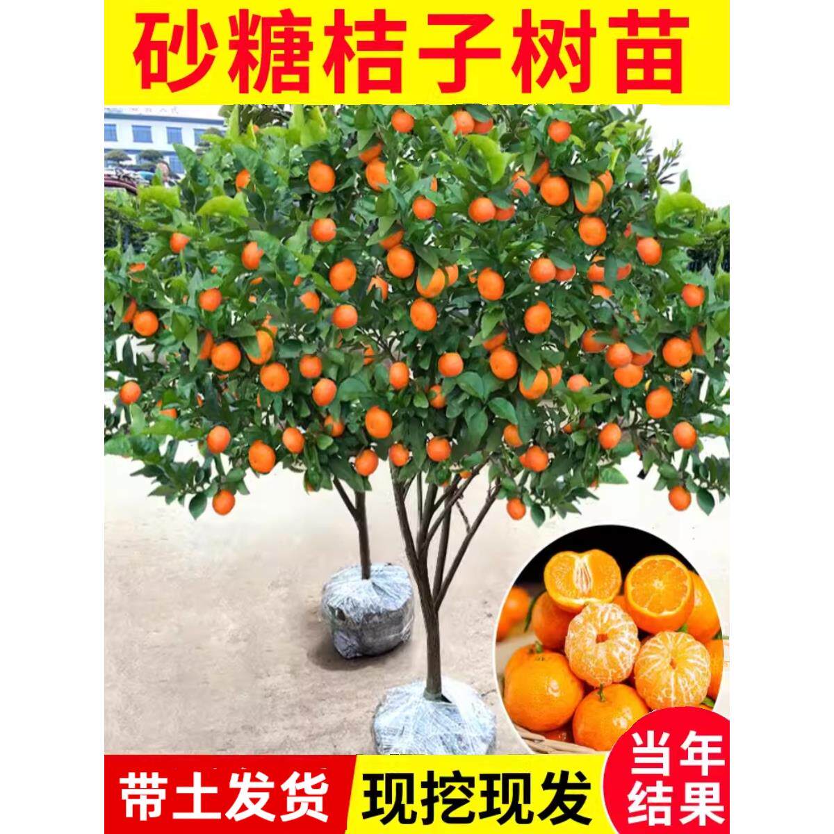 无籽沙糖橘苗橘子树砂糖橘树苗盆栽地栽桔子树苗南方果树橘子苗树