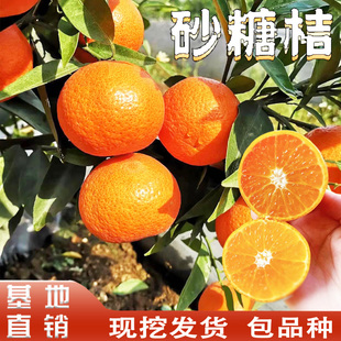 砂糖桔树苗早熟沙糖桔四会沙糖桔子树苗南方庭院地栽盆栽当年结果