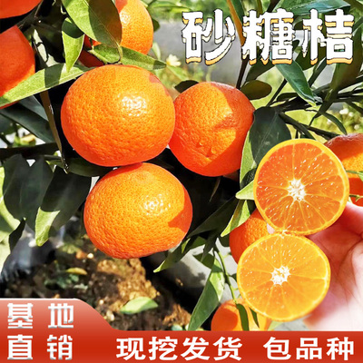 砂糖桔树苗早熟沙糖桔四会沙糖桔子树苗南方庭院地栽盆栽当年结果