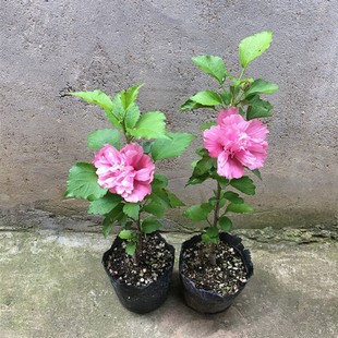 粉红色木槿带花苞重瓣可食用木槿树苗室内外盆栽植物好养四季杯苗