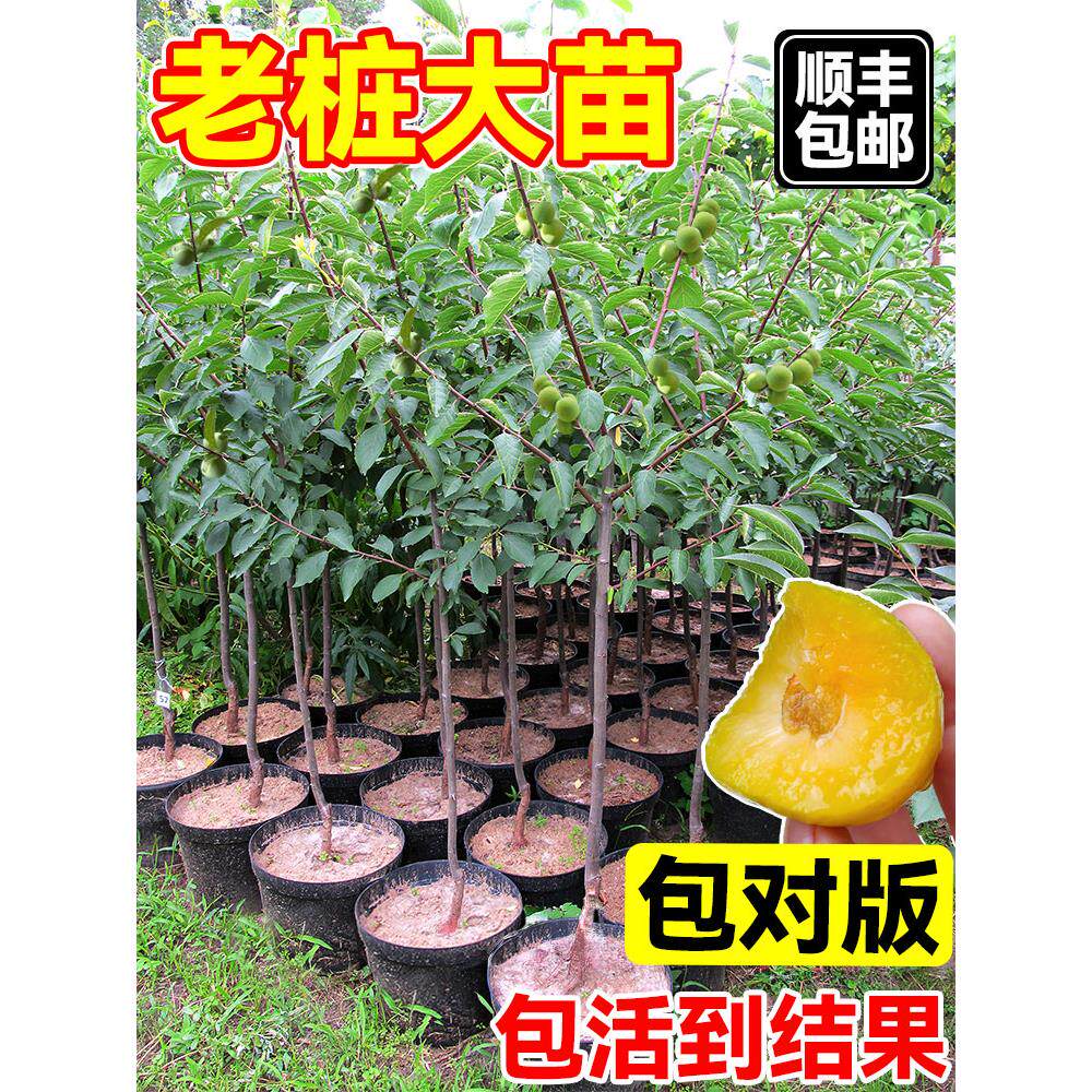 正宗蜂糖李子树苗新品种南北方种植嫁接树苗三华李红心脆李果树苗