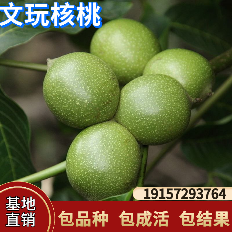 文玩核桃树苗京八棱盆栽蛤蟆头门墩四座楼白狮子头地载树当年结果