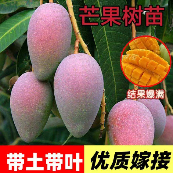 广西苗金煌桂七贵妃四季芒果苗树嫁接带土盆栽阳台南方种植