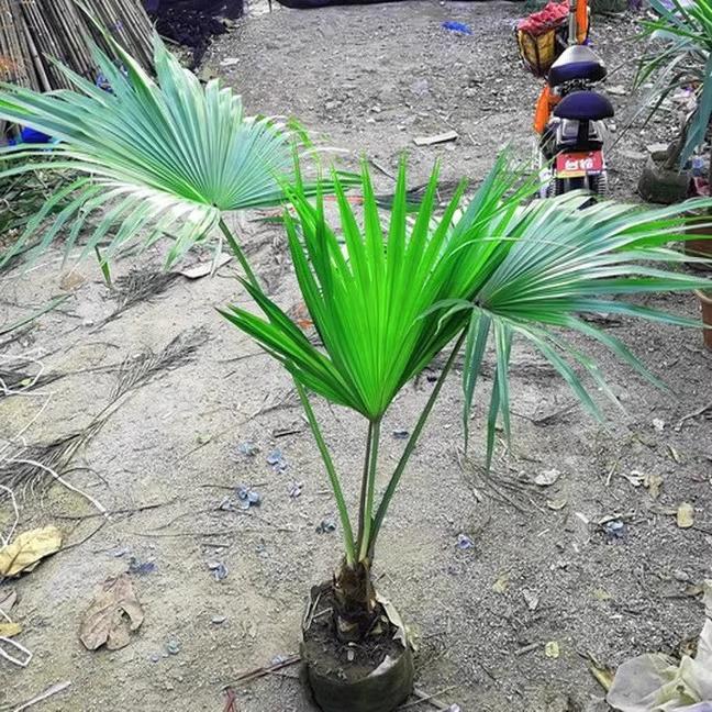 棕榈树棕树苗扇子树棕树苗庭院室内外风景绿化树现挖现发盆景盆栽