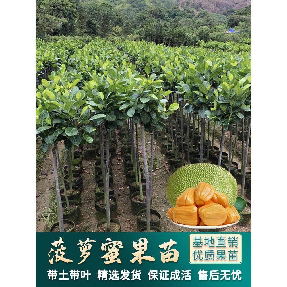 菠萝蜜树树苗四季红肉菠萝蜜苗马来西亚1号黄肉嫁接苗干苞果树苗,鲜花速递/花卉仿真/绿植园艺,果树,淘宝优惠券,粉丝福利购,淘宝优惠卷