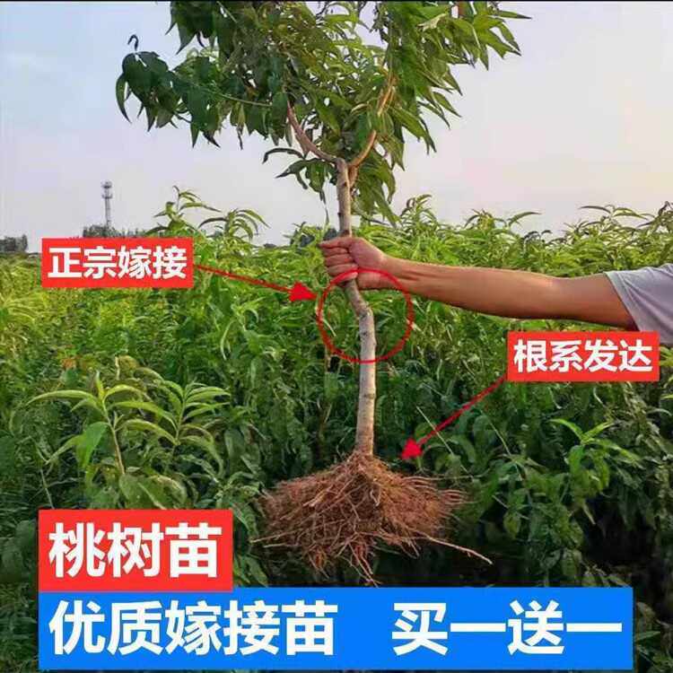 桃树果苗嫁接苗盆栽地栽油桃黄桃冬桃血桃苗大桃树苗成品苗新品种
