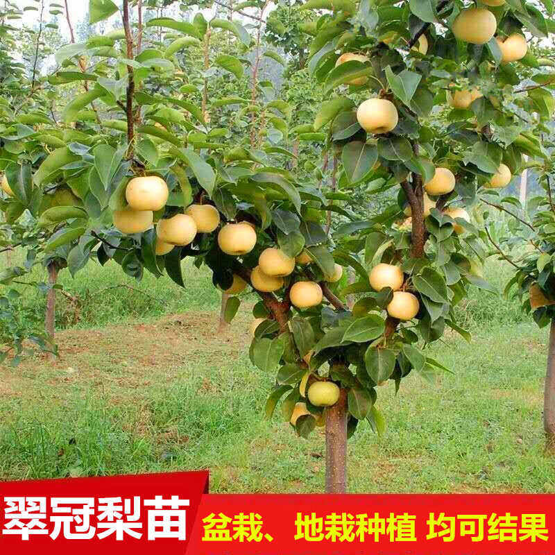 翠冠梨树苗嫁接梨树苗翠冠梨子苗梨蜜梨树苗南方北方种植盆栽果树