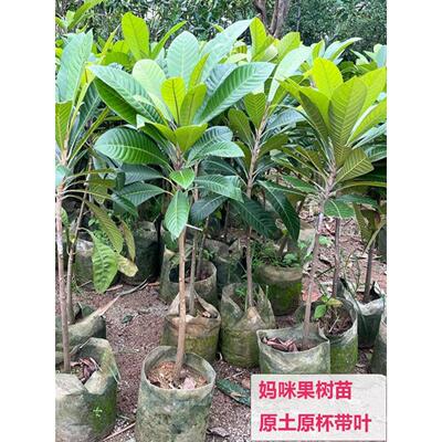 带土带叶果树苗妈咪果苗马加纳潘婷果树苗盆栽庭院阳台种植新品种
