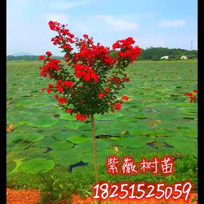 紫薇苗紫薇树苗红火箭紫薇花苗百日红紫薇小苗占地拆迁树苗绿化苗