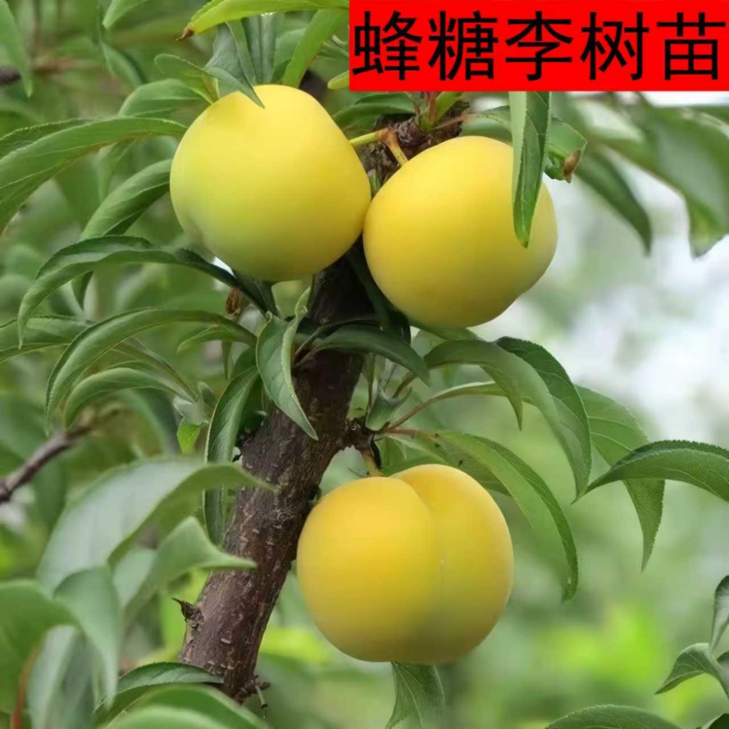 嫁接蜂糖李子树苗南方北方种植盆栽地栽庭院阳台种植李子果树果苗