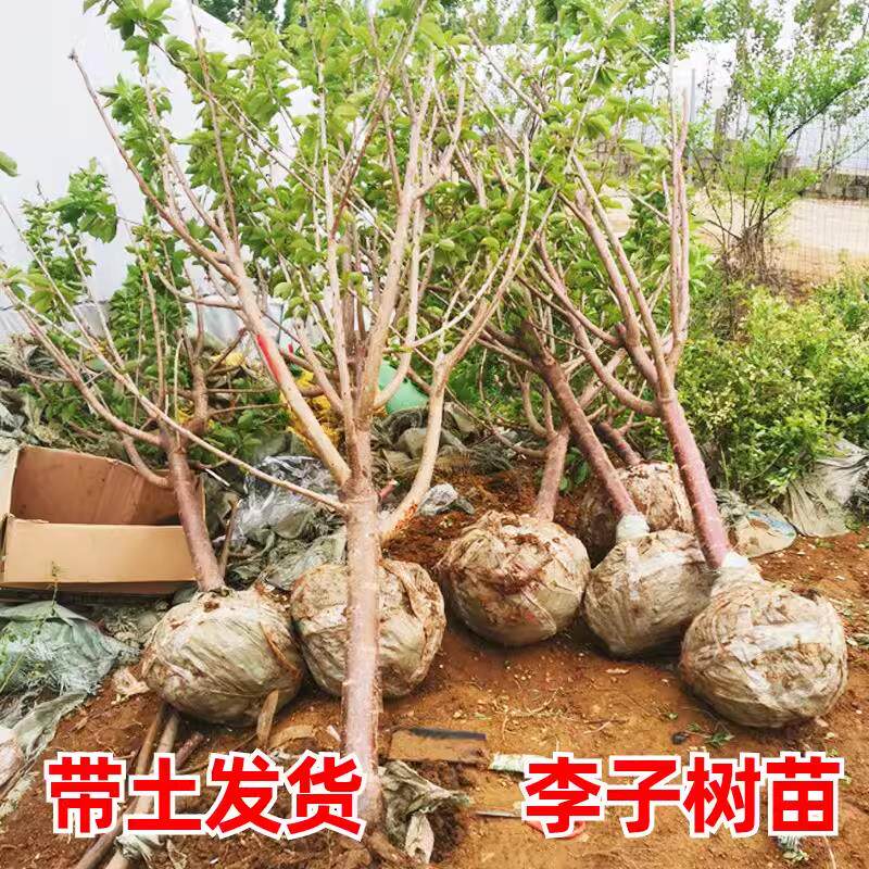 李子树苗特大嫁接蜂糖李青脆李盆栽地栽庭院南北方种植树当年结果