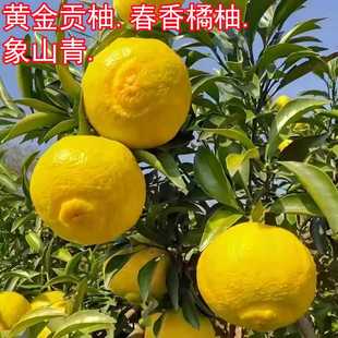 黄金贡柚树苗春香橘柚树苗象山青树苗南北方庭院地栽盆栽橘柚树苗