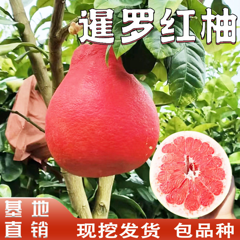 泰国暹罗红柚苗香水红柚南方阳台庭院地栽盆栽红心柚子树嫁接种植