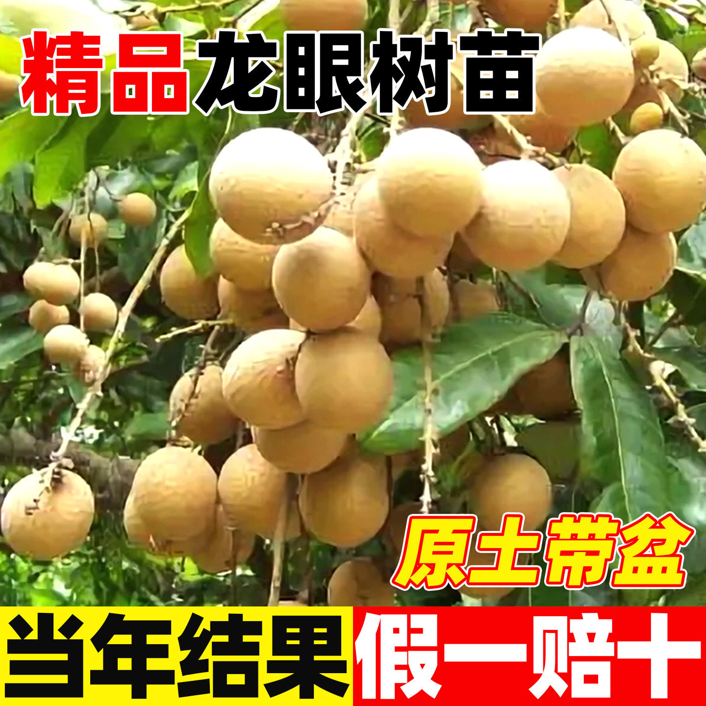 桂圆树苗果苗石峡龙眼树小苗超大龙眼树苗嫁接苗矮化储良四季老桩