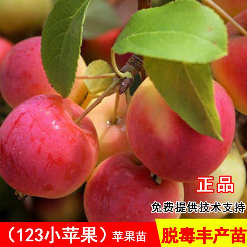 嫁接123小苹果树苗耐寒沙果鸡心果南北方种植当年结果海棠果树苗